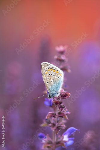 Blue Butterfly on Purple Wildflower with Dreamy Pastel Bokeh, Macro Nature Photography