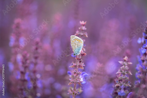 Butterfly Feeding on Purple Salvia Flower in Garden, Macro Nature