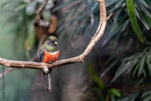 Colorful tropical bird perched on a tree branch in a natural environment. Vibrant plumage with green, red and black colors, wildlife portrait with soft background and selective focus.