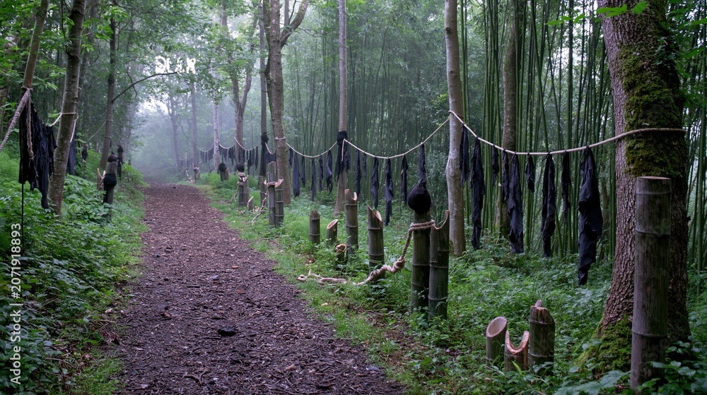 Fototapeta premium Mysterious Path Through Lush Green Forest