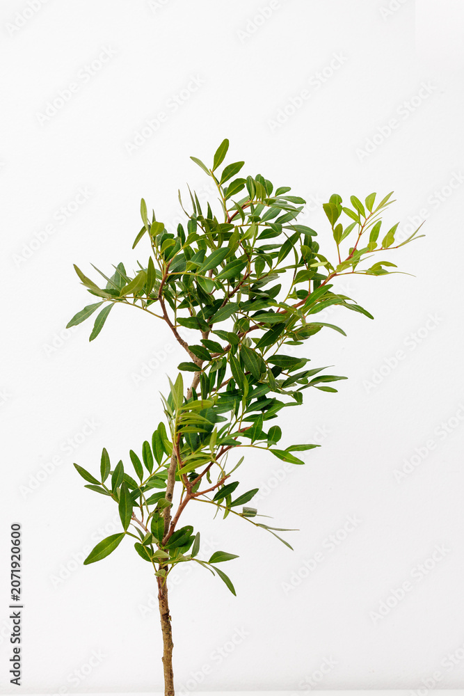 Fototapeta premium Single pistacia branch isolated on white background