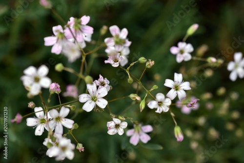 Winzige Blüten von Kriechendem Schleierkraut