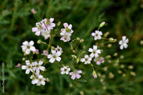Winzige Blüten von Kriechendem Schleierkraut