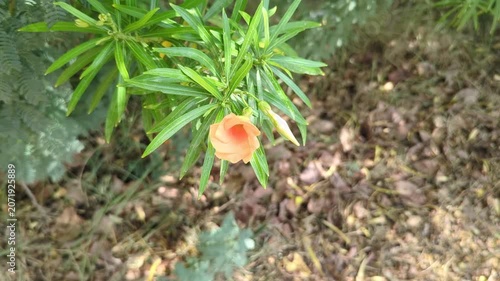 yellow flower in the garden