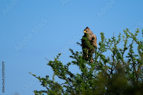 Photos Chaco eagle, or Crowned Solitary Eagle ,Buteogallus coronatus, Endangeres Species in La Pampa Province, Argentina