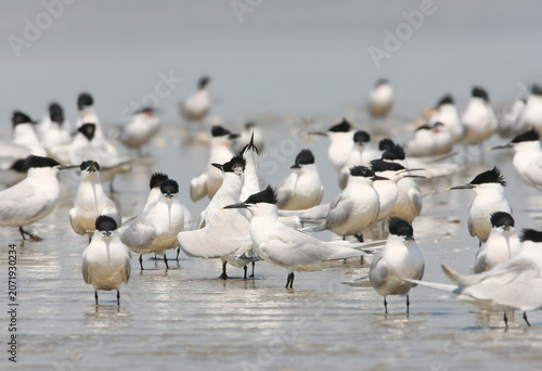 A group of Sandwich Terns (Thalasseus sandvicensis) and a flying Common Tern rest together on a white floating log islet within the waters of the Danube river.