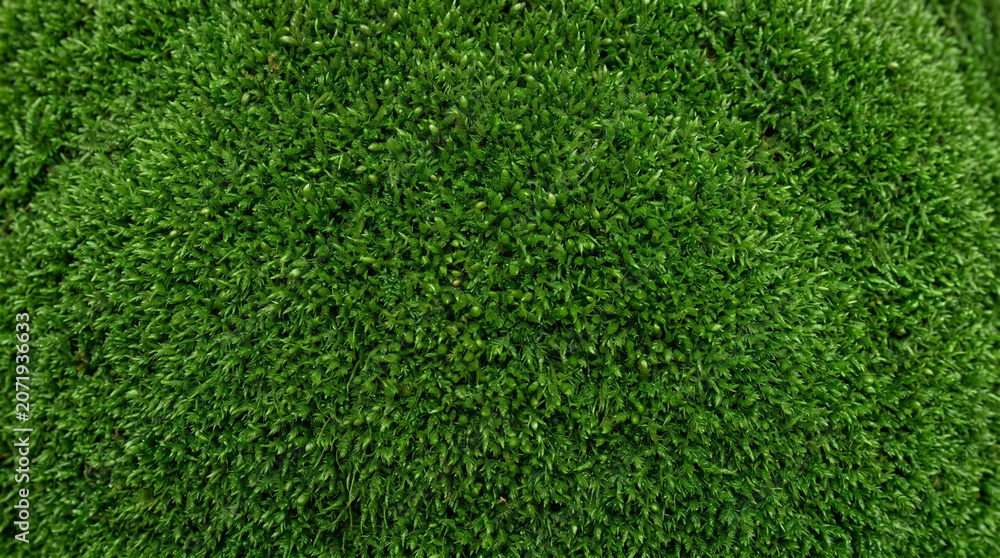Obraz premium Close Up Moss Green Background