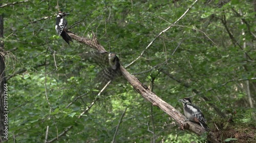 Great Spotted Woodpecker Cracking a Hazelnut on Tree Branch in Natural Forest Habitat	