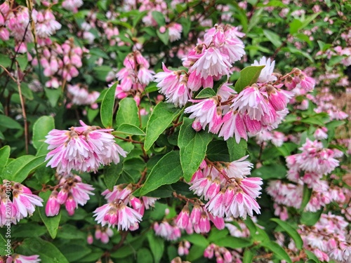 Beautiful clusters of double pink and white fuzzy deutzia (Deutzia scabra) flowers blooming heavily on an ornamental garden shrub.