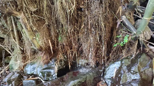 Bamboo Roots Underground Network in Tropical Forest Soil