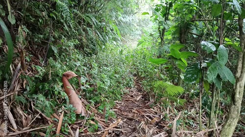Forest Footpath Through Lush Green Woodland in Natural Landscape