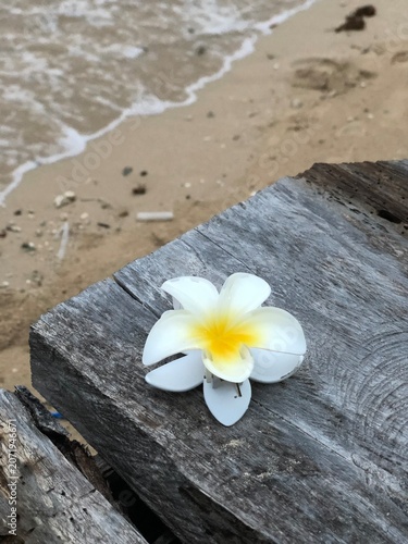 Tropical white frangipani flower on rustic weathered timber by the ocean beach