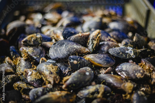 Obraz na płótnie Fresh raw black mussels in crate at fish market
