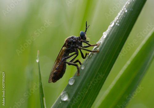 Black legged robber fly Dioctria atricapilla sitting on a green grass blade with fresh morning dew drops