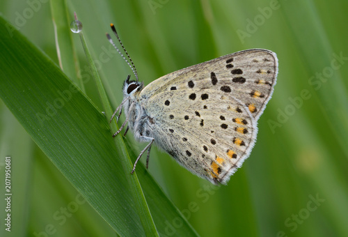 Purple shot copper butterfly Lycaena alciphron sitting on a blade of grass covered with dew drop