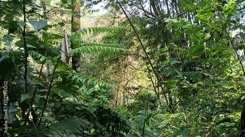 Lush Green Forest Landscape with Natural Woodland Scenery