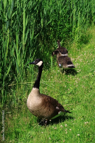 фотографія Canada Goose with Young Canada Geese by the Tall Grass