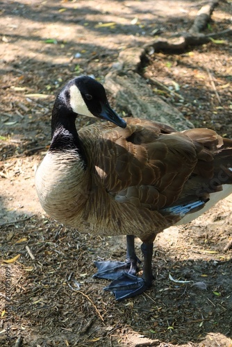 Foto Canada goose standing under a tree