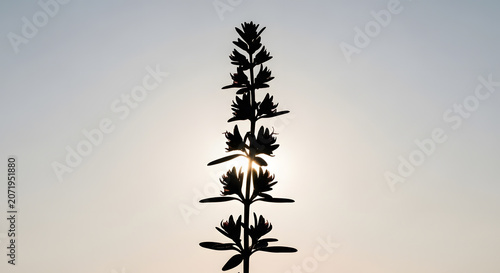 Silhouette of a wild flowering plant backlit by a soft glowing sunset in a minimalist natural field landscape