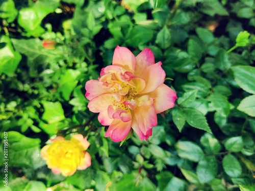 Top-down view of a vibrant bi-color rose with pink edges and a yellow center blooming amidst lush green garden foliage. The image features a shallow depth of field and natural lighting.