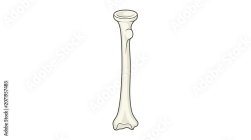 Принти на полотні A detailed illustration of a human fibula bone on a white background with a simple line drawing style