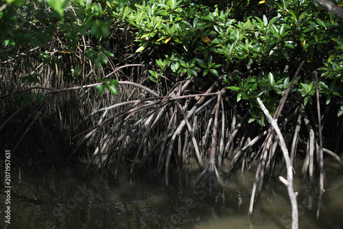 Prop Roots or Breathing root of Mangrove tree in tidal zone from Asian Estuaries Coastline