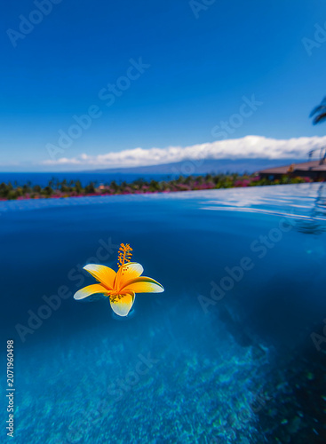 Floating Hibiscus Flower in a Tropical Pool