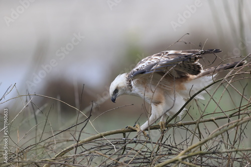 Photography The changeable hawk-eagle (Nisaetus cirrhatus cirrhatus) or crested hawk-eagle is a large bird of prey species of the family Accipitridae