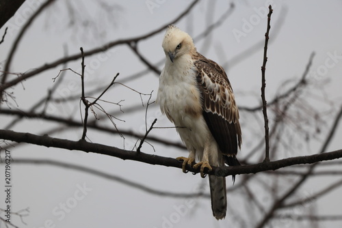 Photography The changeable hawk-eagle (Nisaetus cirrhatus cirrhatus) or crested hawk-eagle is a large bird of prey species of the family Accipitridae