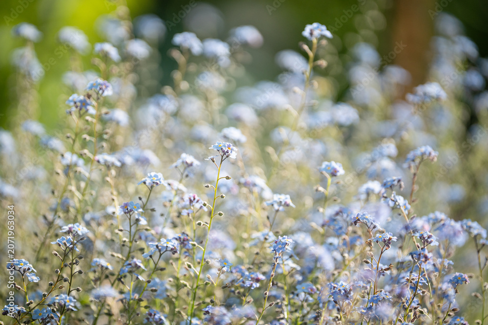 Fototapeta premium Spring meadow full of blooming small blue Forget-me-not delicate decorative garden flowers, tiny wild Myosotis sylvatica flowers growing outdoors on green grassy field, blossoming lawn in springtime.