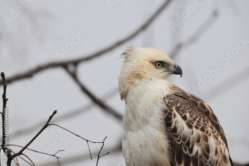 Photography The changeable hawk-eagle (Nisaetus cirrhatus cirrhatus) or crested hawk-eagle is a large bird of prey species of the family Accipitridae