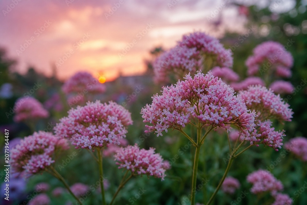 Fototapeta premium Pink-white valerian flowers blooming at dusk in a garden.