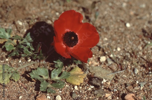 Obraz na plátne red blossom of Ranunculus asiaticus or  for Persian buttercup