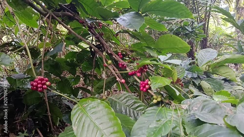 Coffee Tree with Ripe Red Coffee Cherries Growing on Plantation