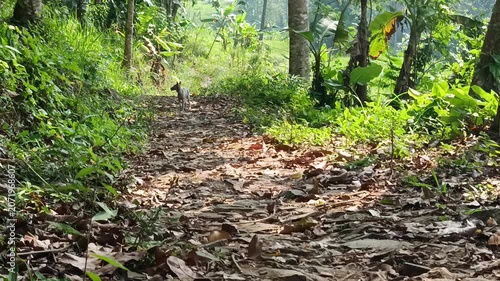 Cute Puppy Exploring Forest Nature in Daylight