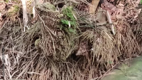 Bamboo Roots Underground Network in Tropical Forest Soil