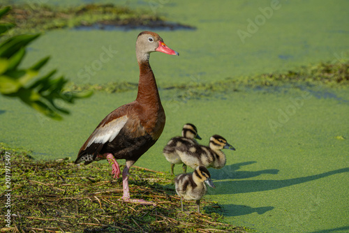 Black-bellied Whistling Duck with her ducklings