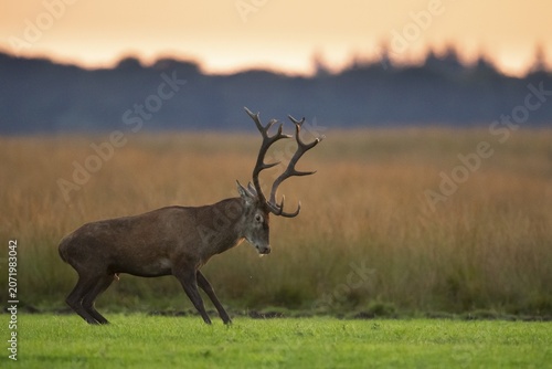 Red deer (Cervus elaphus), rut, Hoenderloo, Gelderland, Netherlands