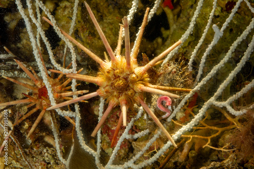 Red lance sea urchin, Stylocidaris affinis, Alghero, Sardinia, Italy, Mediterranean Sea on reef