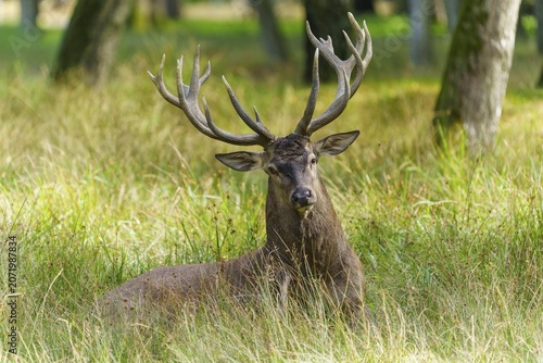 A resting stag with antlers observing the surroundings in a meadow, red deer (Cervus elaphus) rut, Germany