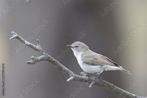Western Gerygone