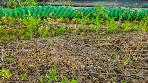 Obraz na plátně A rolled out erosion control mat, designed to stabilize soil and retain moisture for vegetation growth