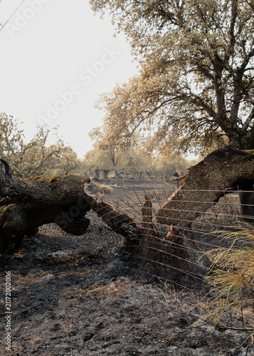 Fotografija Scorched livestock pasture showing a destroyed holm oak tree over a damaged ranc