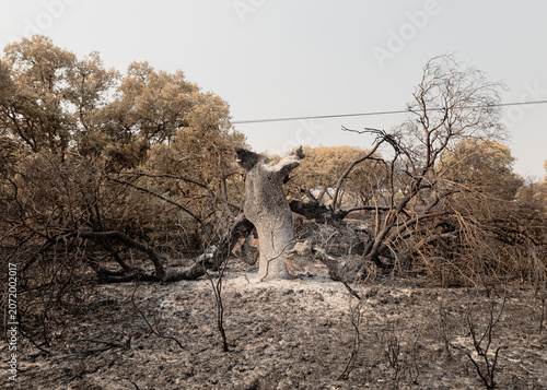 Foto Wide shot of a scorched field with a calcinated broken holm oak tree in the rural area of Salamanca, Spain