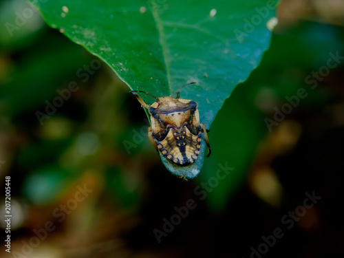 stink bug crawling on green leaf macro close up in natural habitat