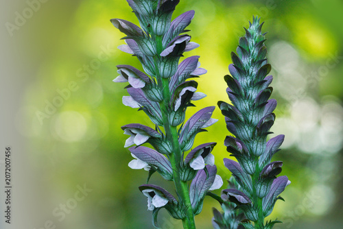 Fotografie Feine grazile lila Blüten am Akanthus (Acanthus) im Staudengarten in der Wiese v