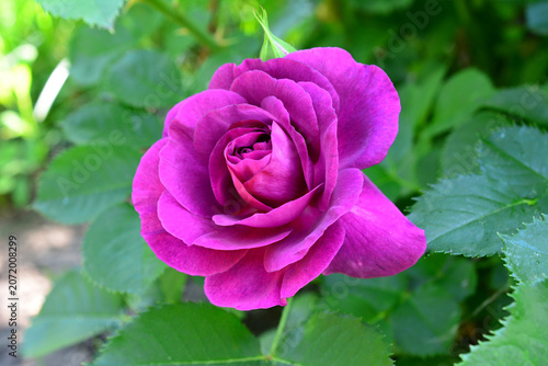 a macro of Purple Rose Blossom in a Garden