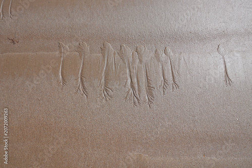 empreintes sur le sable à marée basse