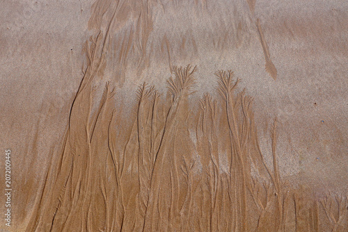 Foto traces sur le sable à marée basse