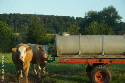 Zwei Kühe auf Wiese neben Wassertanker vor Wald und rot-blauem Himmel bei Sonne am Abend im Sommer